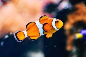 2026年世界杯，即将在哪个城市举办？2026年世界杯在哪个城市举行